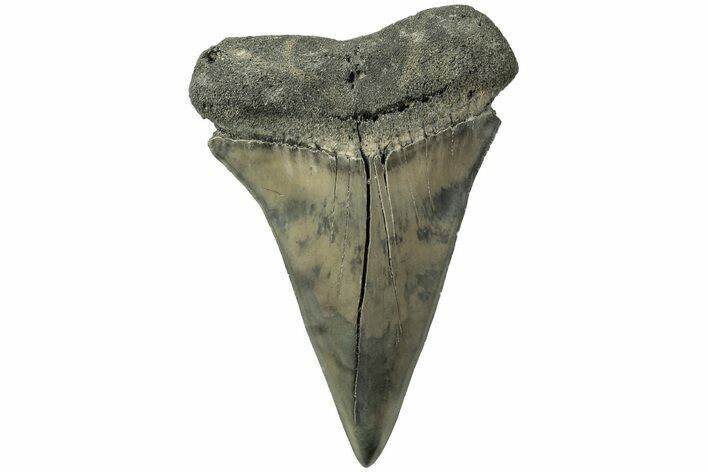 Fossil Broad-Toothed Mako Tooth - South Carolina #214483